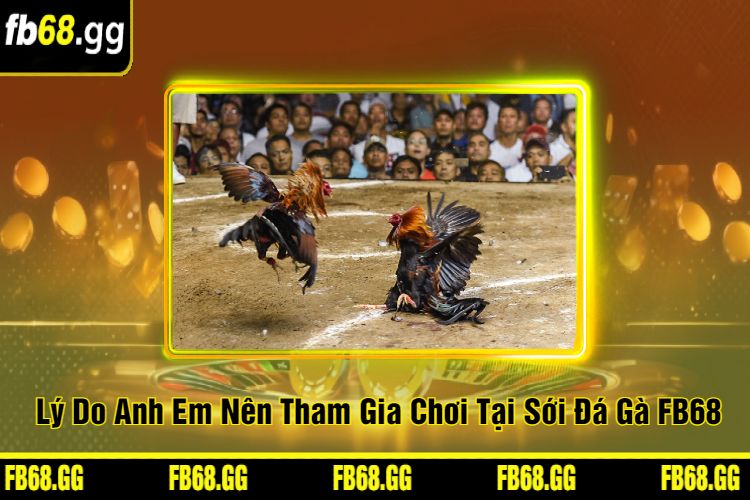 Lý Do Anh Em Nên Tham Gia Chơi Tại Sới Đá Gà FB68